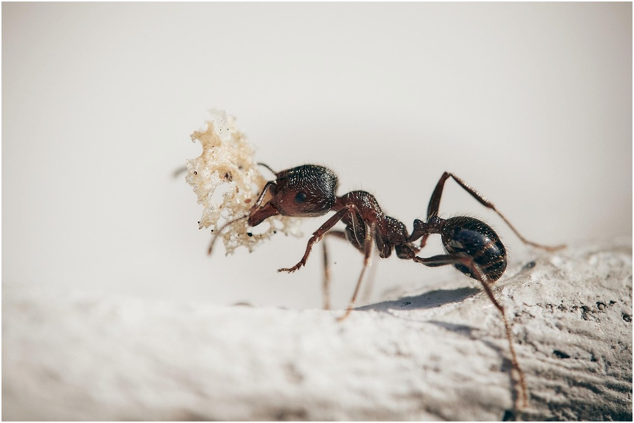 ants, macro, insects, nature, plants, ant, garden, antenna, worker, petals, ants, ants, ant, ant, ant, ant, ant