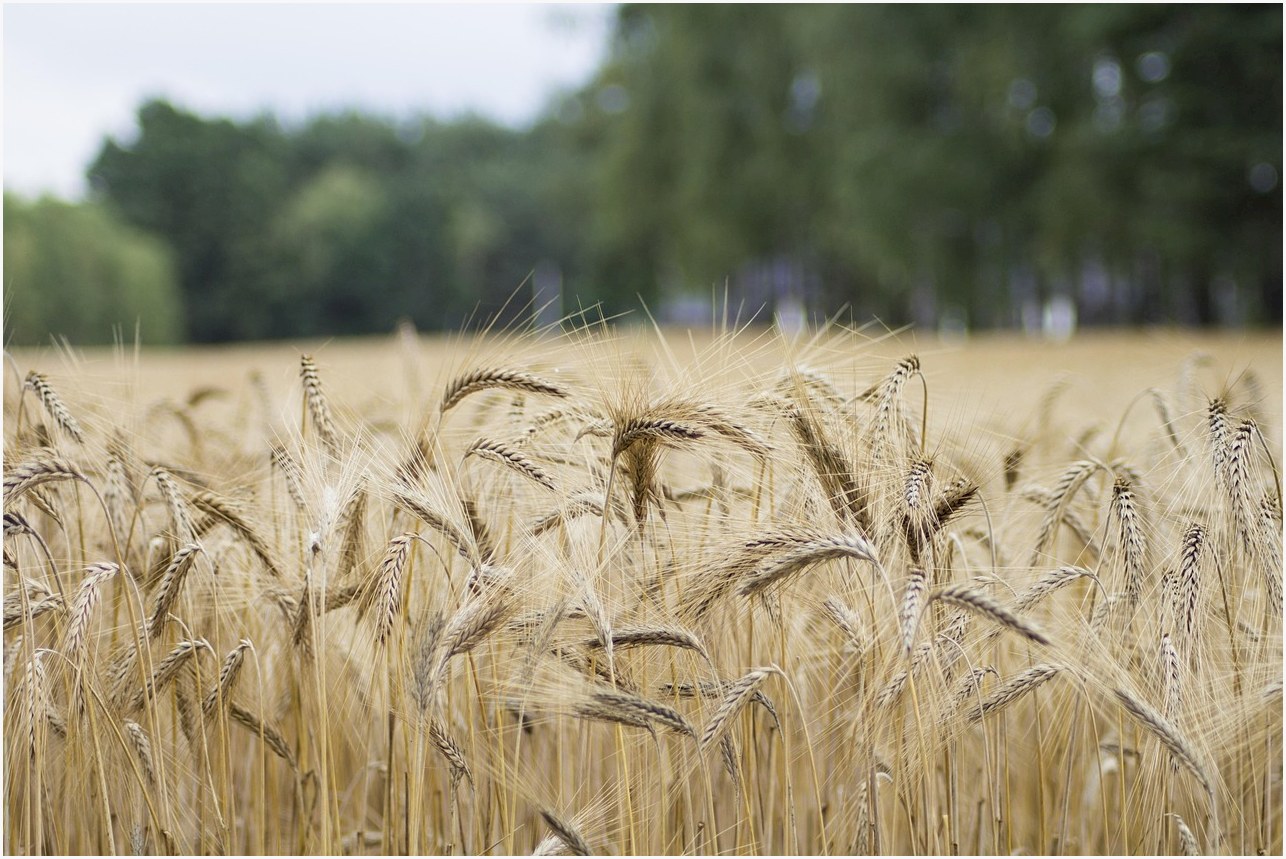 wheat, field, wheat field, barley, crops, wheat crops, arable land, agriculture, farm, farming, cultivation, nature, landscape, rural, countryside, wheat, wheat, wheat, wheat, wheat, wheat field, wheat field, wheat field, crops