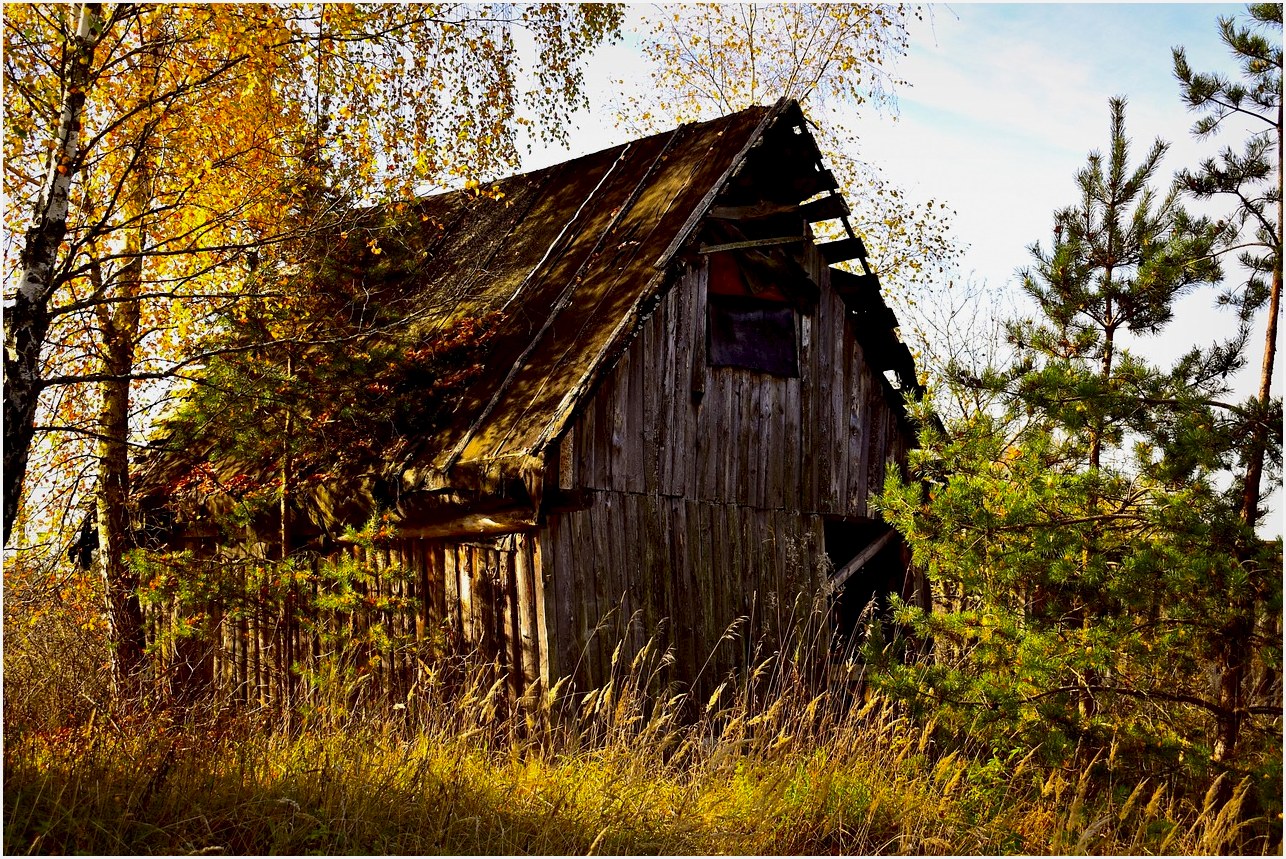 abandoned barn, forest, farm, barn, homestead, woods, farmstead, nature