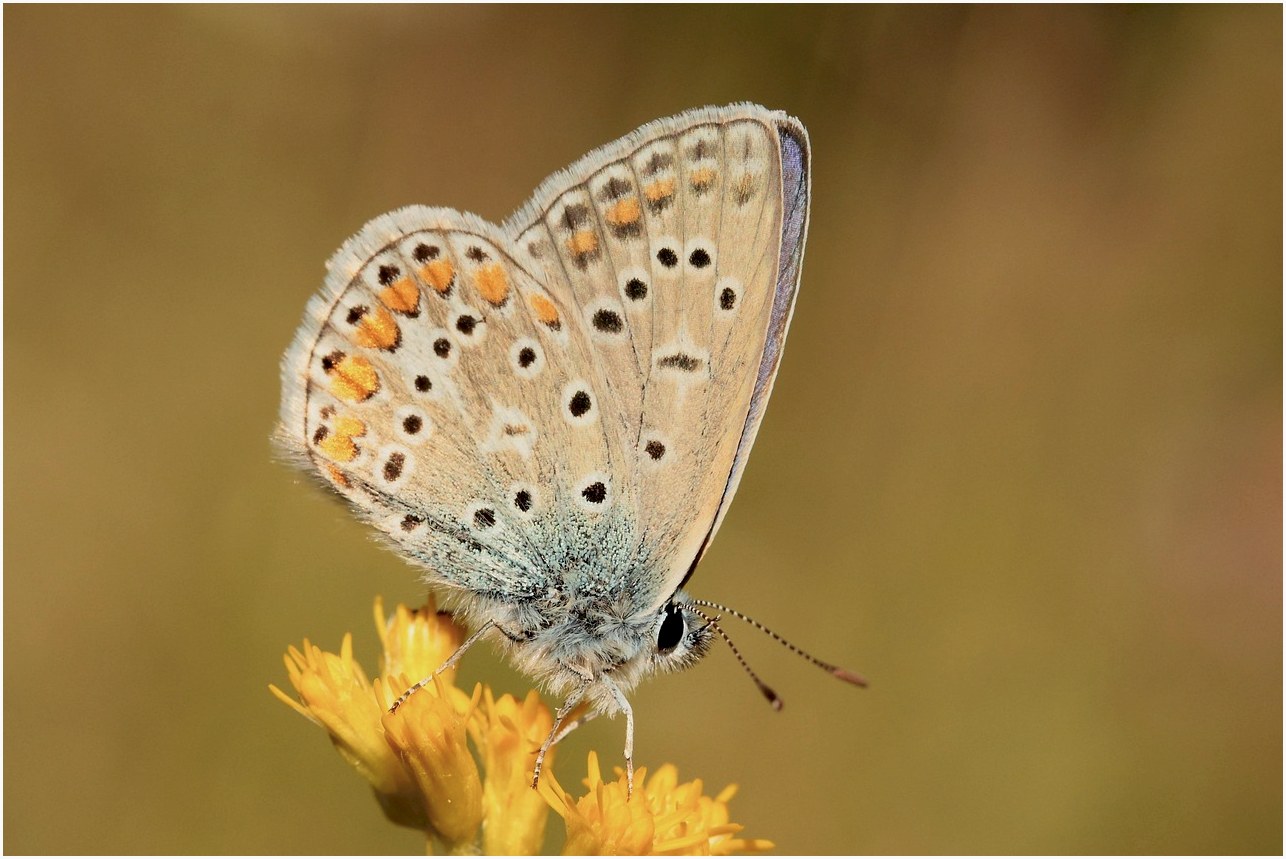 silver-studded blue, goldenrod, pollination, garden, butterfly, nature, insect, bloom