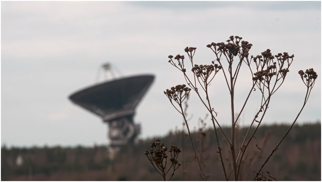 Dried plants frame a large satellite dish.
