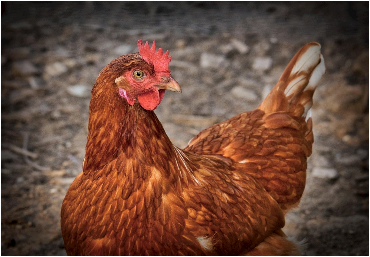 chicken, hen, animal, poultry, farm, agriculture, feathers, plumage, nature, livestock, farm animal