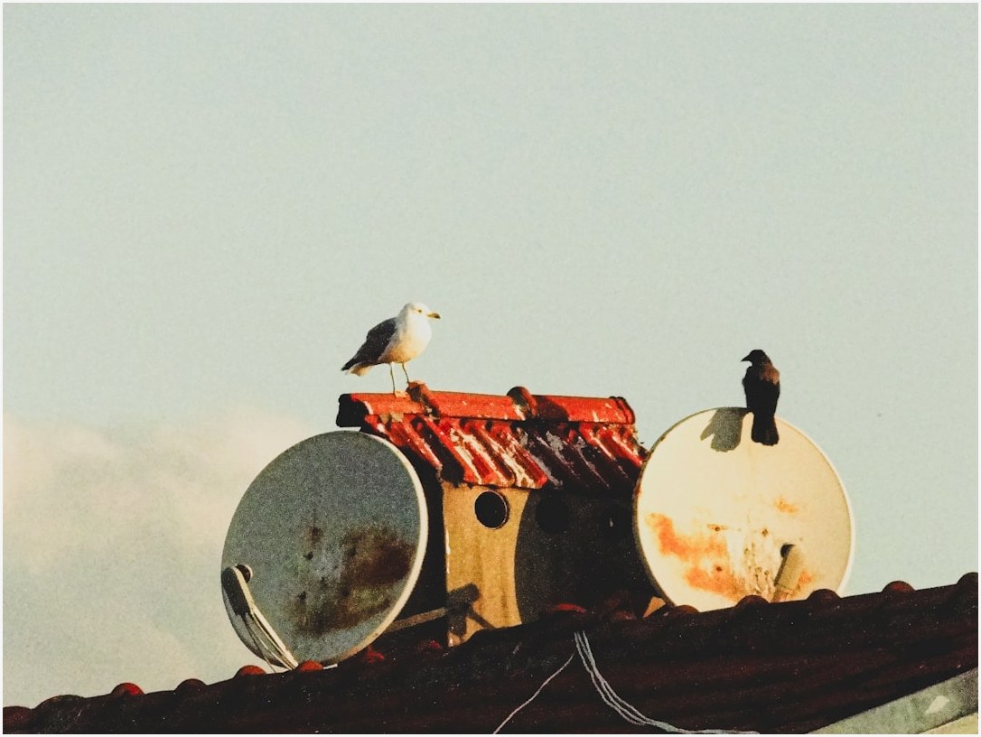 Two birds perched on a rooftop with satellite dishes.